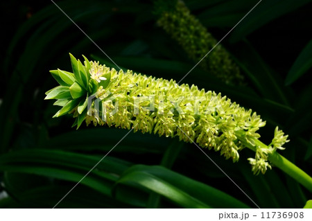 エウコミス（パイナップルフラワー） 11736908