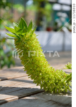 エウコミス(パイナップルフラワー) エウコミス(パイナップルフラワー) 11736910