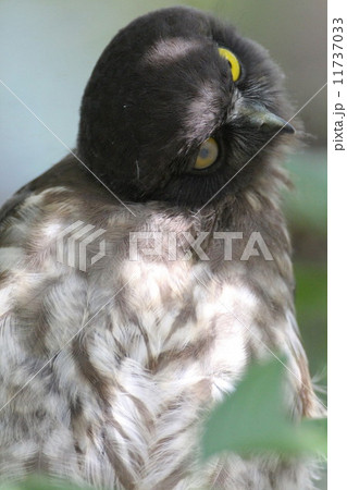 アオバズクの雛 11737033