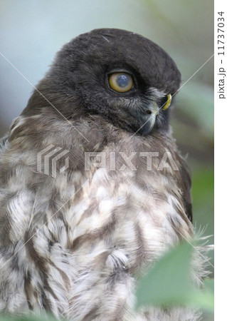 アオバズクの雛 11737034