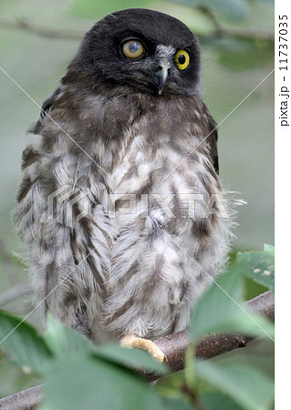 アオバズクの雛 11737035