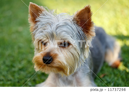 Cute small yorkshire terrier 11737298
