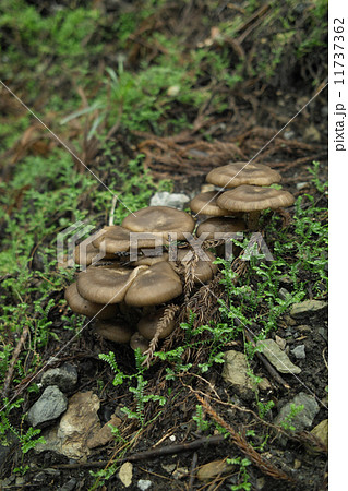 畑シメジ・・見つけた 11737362