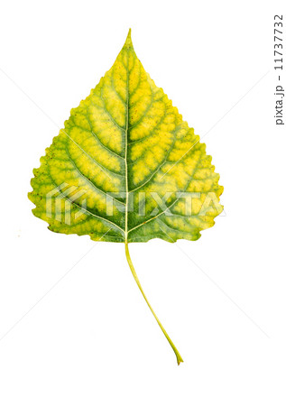 Poplar leaf Poplar leaf 11737732
