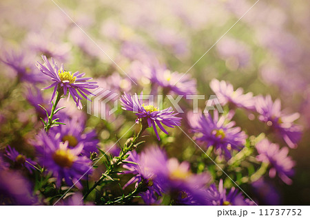 Violet flowers Violet flowers 11737752