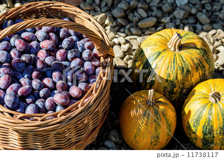 ripe plums in basket ripe plums in basket 11738117