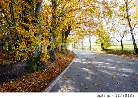 rural Road in the autumn with yellow trees 11738138