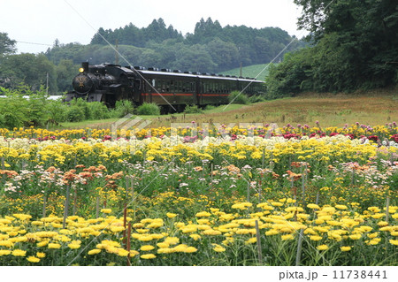 真岡鐵道「菊の花畑とSL C12編」 真岡鐵道「菊の花畑とSL C12編」 11738441
