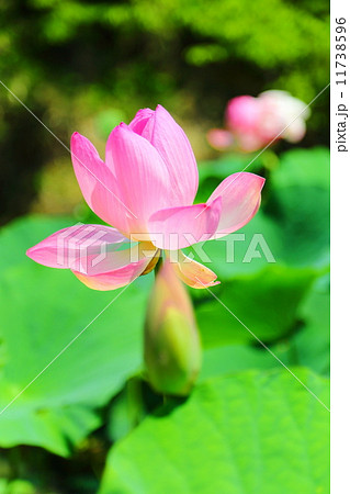 中尊寺ハス 11738596