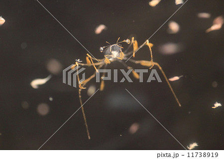 イセエビのフィロソマ幼生 イセエビのフィロソマ幼生 11738919