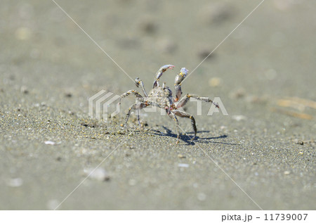 コメツキガニ 11739007