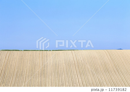 美瑛の畑 11739182