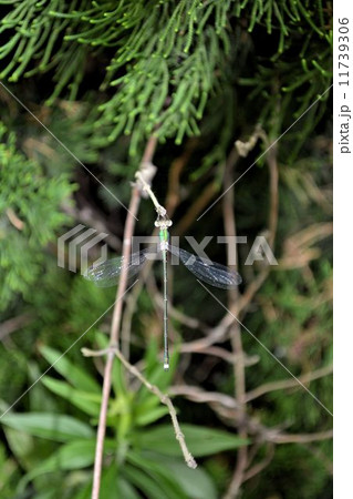 カワトンボ カワトンボ 11739306