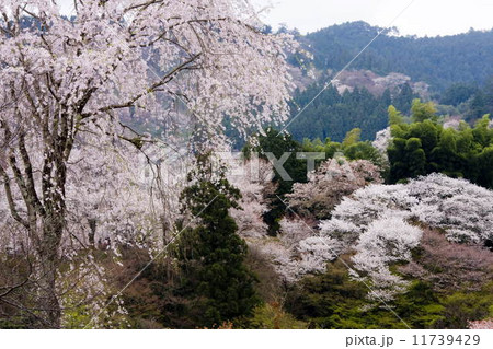 吉野山の桜 11739429