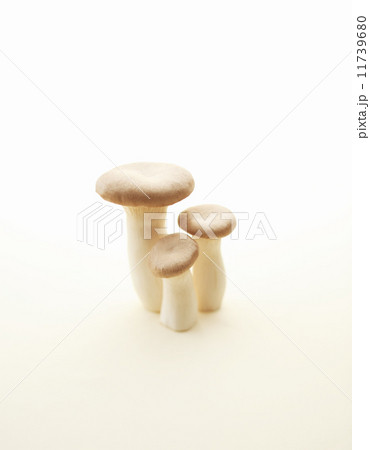 エリンギ 11739680