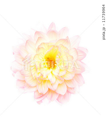 花 11739964
