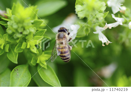 バジルとミツバチ 11740219