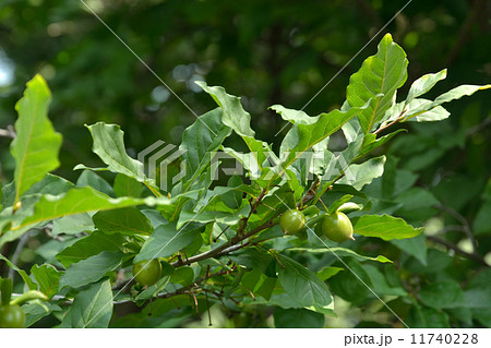 樹木・ロウヤガキ カキノキ科 樹木・ロウヤガキ カキノキ科 11740228