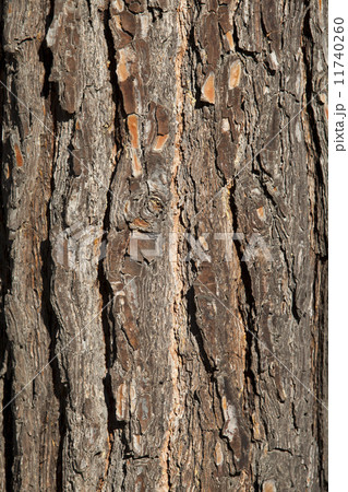 Wood bark 11740260