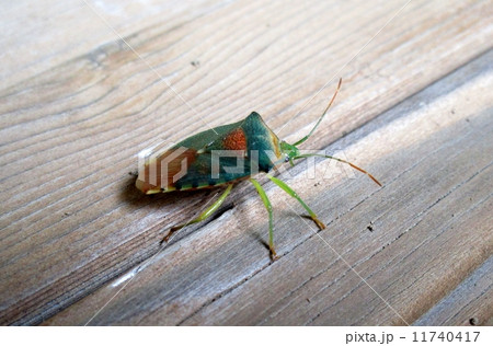 セアカツノカメムシ セアカツノカメムシ 11740417