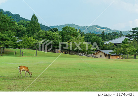 奈良公園の風景、奈良、日本 奈良公園の風景、奈良、日本 11740425