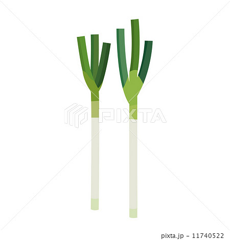 ネギ【食材・シリーズ】 11740522