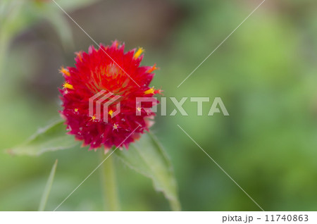 黄花千日紅 11740863