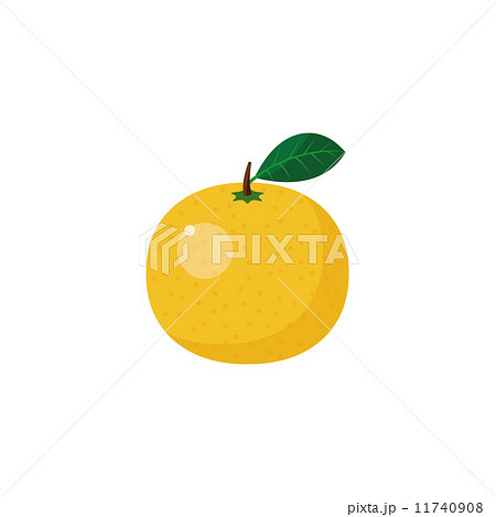 グレープフルーツ　柑橘類 11740908