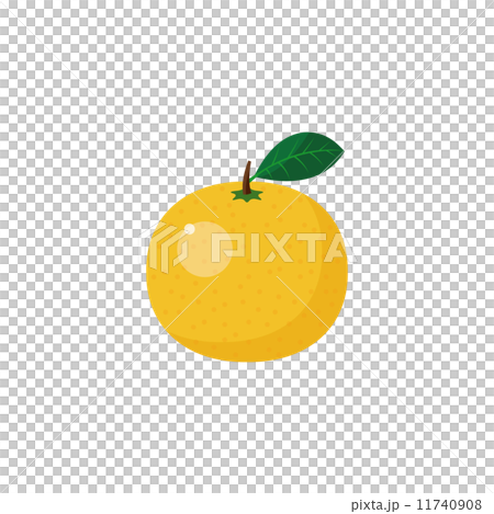 グレープフルーツ　柑橘類 11740908