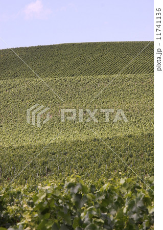 ブドウ畑 ブドウ畑 11741136