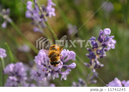 ラベンダーとハナアブ 11741245