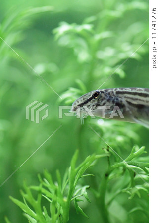 シマドジョウ 11741276