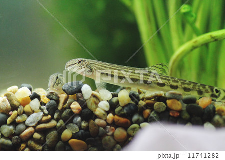 シマドジョウ シマドジョウ 11741282