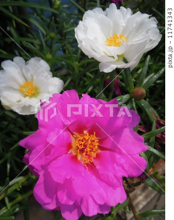 マツバボタン マツバボタン 11741343