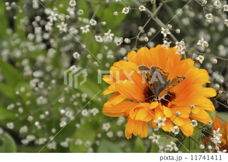 ディモルフォセカと霞草と蝶 11741411