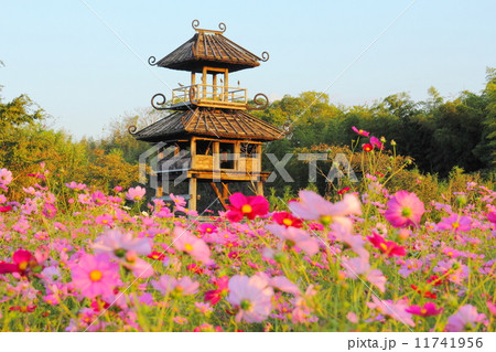唐古遺跡のコスモス畑 11741956