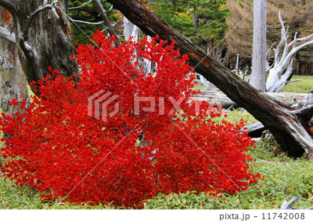 大台ヶ原　ドウダンツツジの紅葉 11742008