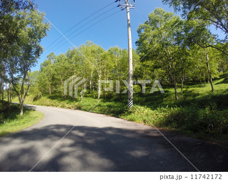 しらびそ高原:南アルプスエコーライン しらびそ高原:南アルプスエコーライン 11742172