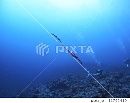 ウミヘビ、天空へ 11742419