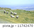 Sheep, Christchurch, NZ 11742470