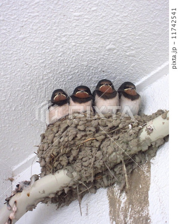 親鳥を待つ可愛いツバメの雛たち 親鳥を待つ可愛いツバメの雛たち 11742541