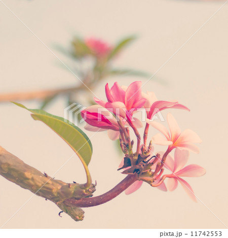Plumeria with instagram filter Plumeria with instagram filter 11742553