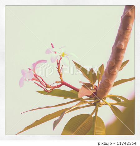 Plumeria with instagram filter 11742554