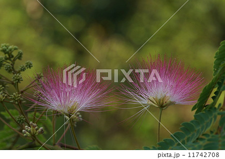 ネムの花 ネムの花 11742708