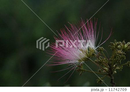 ネムの花 11742709