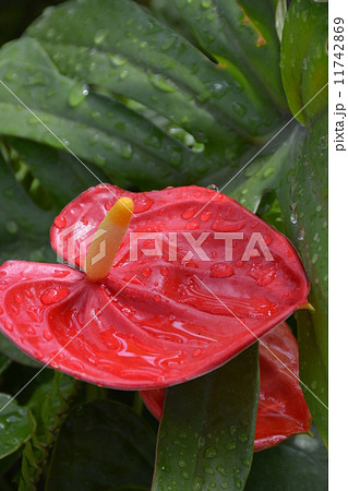 アンスリウム 11742869