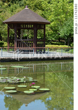 優美な蓮の花　オニバス 11742880