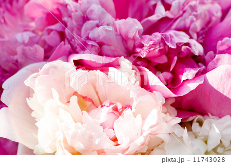 Rich bunch of peonies Rich bunch of peonies 11743028