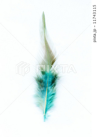 Color feathers 11743115