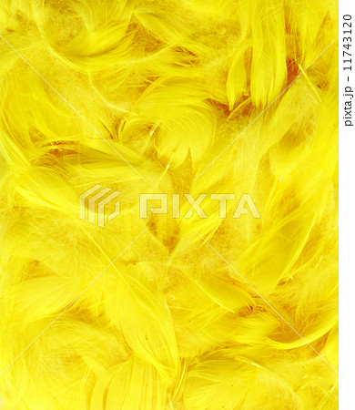 Color feathers Color feathers 11743120